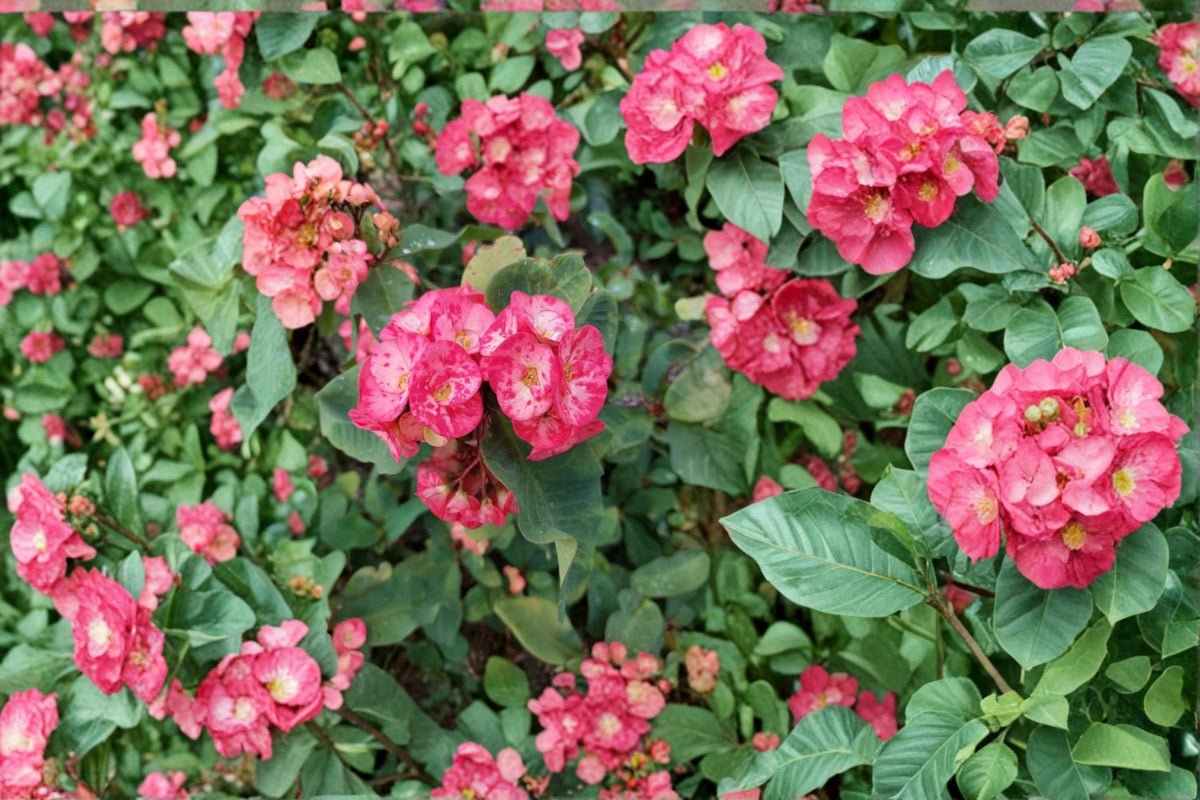 Crown of Thorns Cutting 10" Thai Hybrid Pink Succulent Euphorbia milii - Ornamental Plant for Containers and Gardens