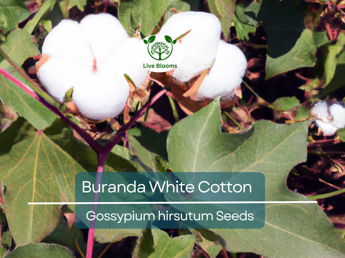 30 White Cotton Seeds Buranda Non-GMO | High-Density Cotton Plant Seeds for Home or Commercial Use | Grow Your Own Cotton