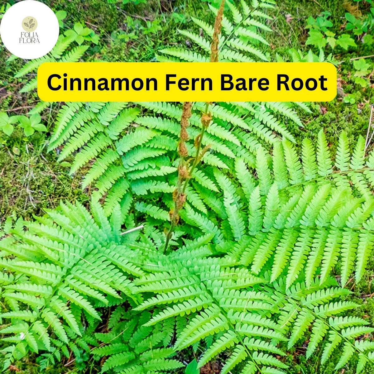 3 Bare Root Cinnamon Ferns - Hardy Perennial Shade Plants (Osmunda cinnamomea) - Green Fronds & Cinnamon Spikes for Gardens