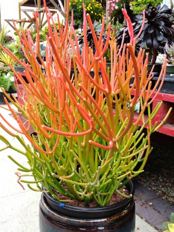 15 Fire Sticks Succulent Cuttings – Euphorbia Tirucalli Unrooted Stems for Easy Propagation