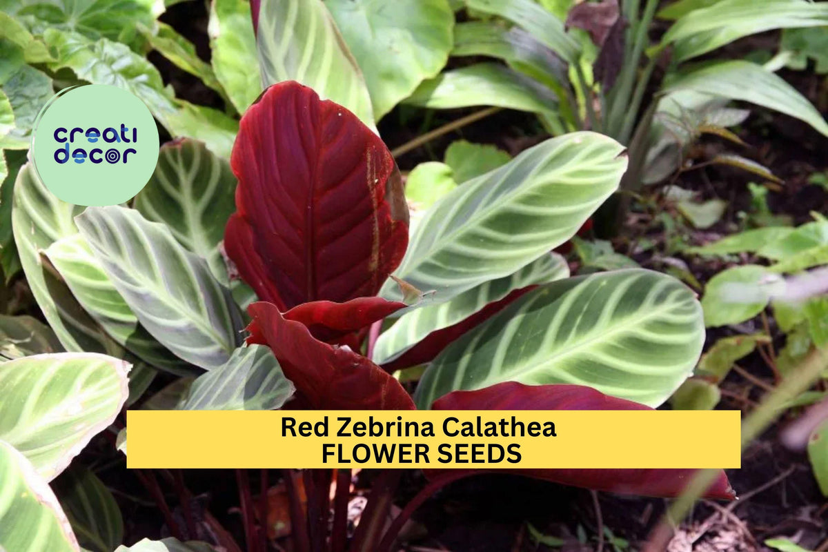 25+ Red Zebrina Calathea Seeds – Striking Tropical Foliage Plant for Indoor and Garden Growing