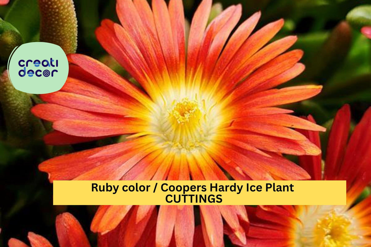 10 Ruby Ice Plant Cuttings | Delosperma Cooperi Succulent Ground Cover | Hardy, Drought-Tolerant, Fast Spreading