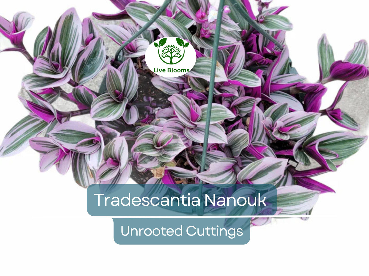 3 Unrooted Tradescantia Nanouk Cuttings 3”-4” Rare Pink Wandering Jew Indoor Plant