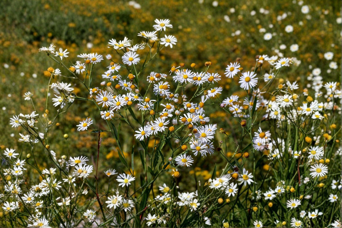 Boltonia Aster Seeds - 500 Non-GMO False Aster Seeds | Late Summer Blooming Native Perennial | Pollinator Friendly
