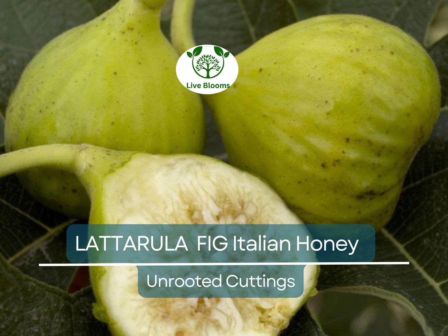 6 pcs Fig Lattarula Italian Honey Fruit Tree Unrooted Cuttings 6-8" - Sweet Ficus carica