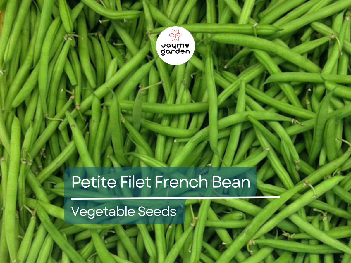 Petite Filet French Bean Seeds 5g - Heirloom Non-GMO Phaseolus vulgaris - Tender Crisp Green Beans for Garden or Containers