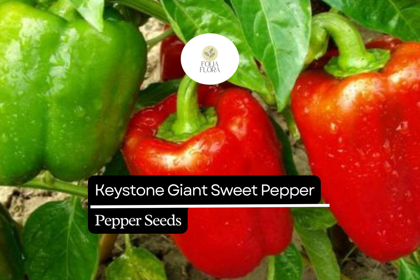 25 Keystone Giant Sweet Pepper Seeds – Large, Thick-Walled, High-Yielding Capsicum annuum