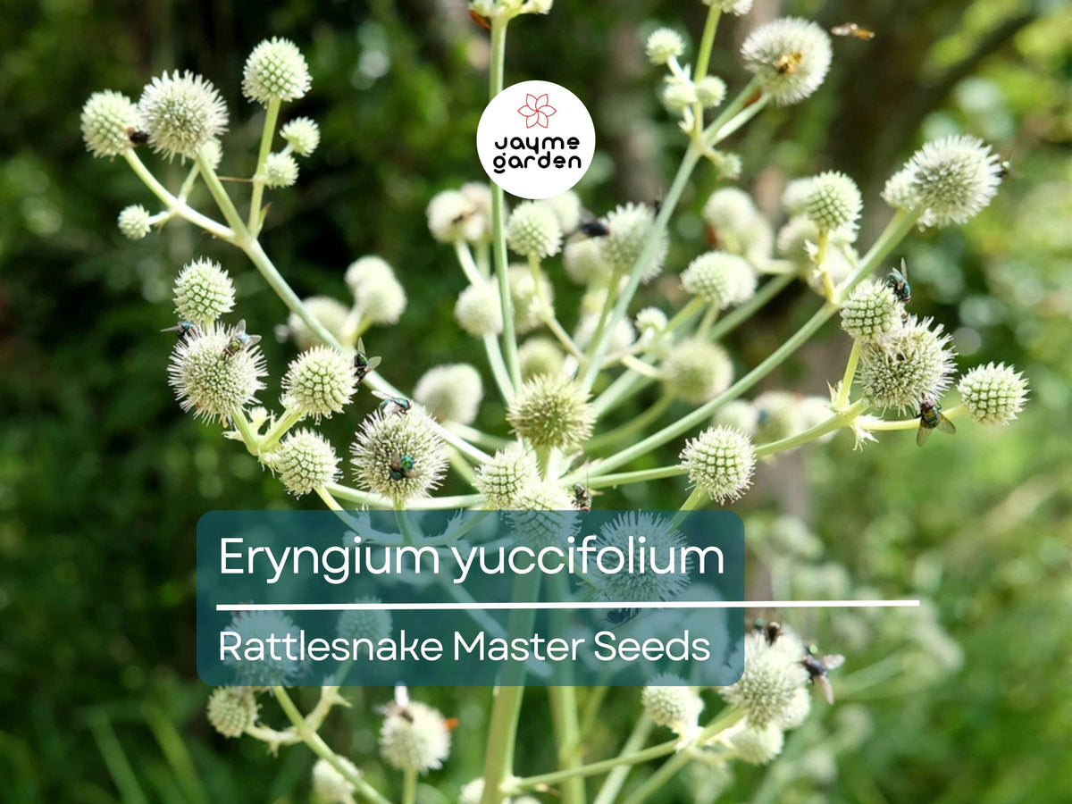 250 Seeds Eryngium Yuccifolium | Rattlesnake Master | Drought-Tolerant Native Perennial | Unique Spiky Flowers