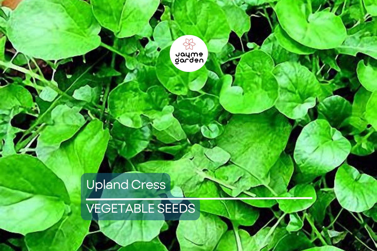 4000 Upland Cress Seeds – Heirloom Non-GMO Fast-Growing Leafy Green | Barbarea verna, Cold-Hardy, Peppery Flavor