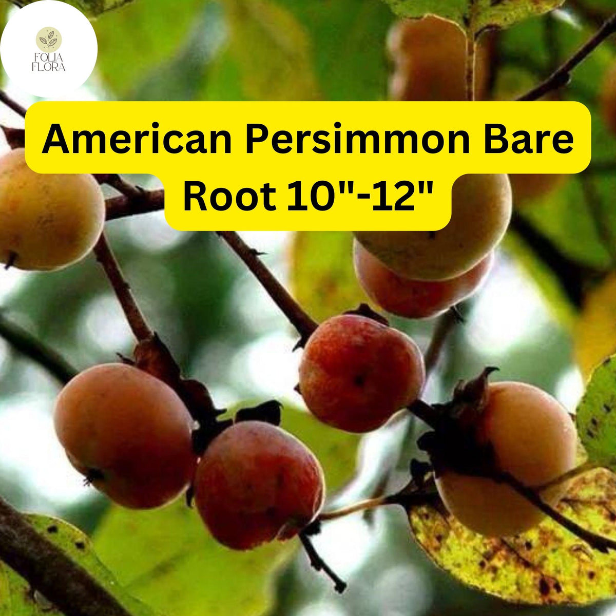 American Persimmon Tree Pack of 2 Live Bare Root Plants Diospyros virginiana Edible Fruit Green Foliage Orange Fruit