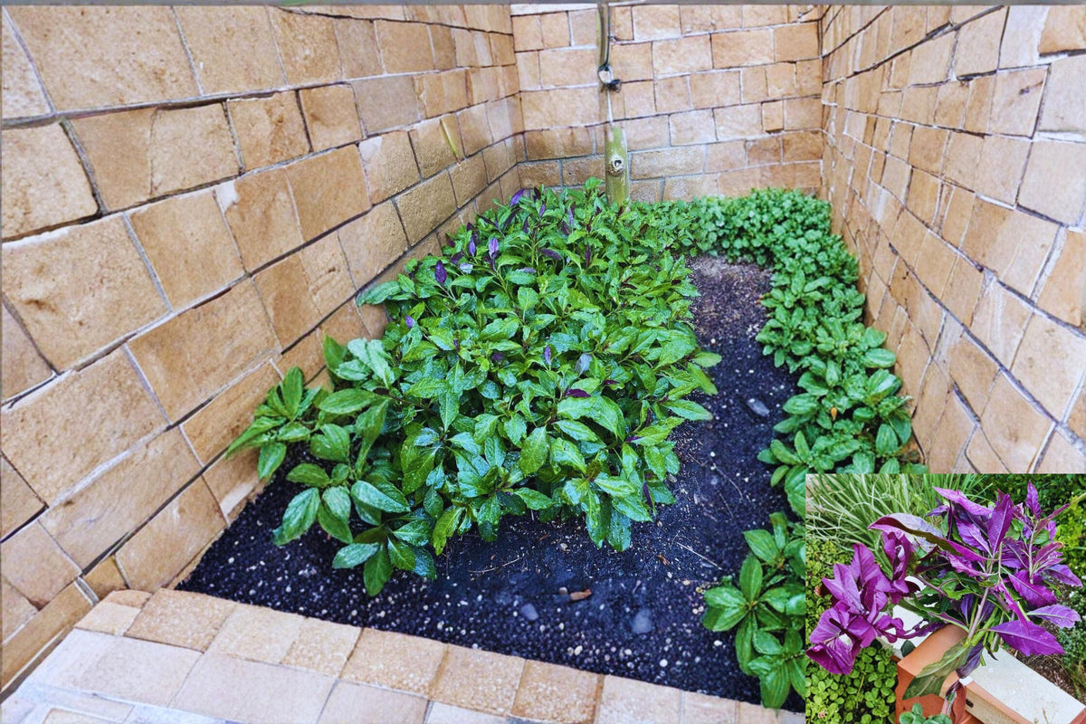 Okinawa Spinach Cuttings 5–6 Inch Gynura bicolor Unrooted Leafy Herbaceous Plant for Propagation and Garden Planting
