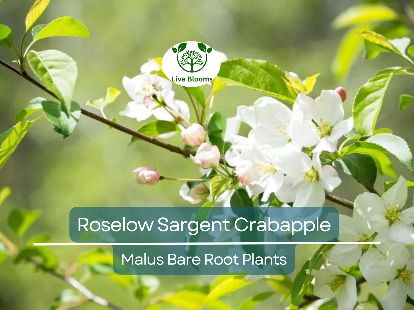 Roselow Sargent Crabapple Tree - 8-10" Bare Root, Spring Blooms, Compact Ornamental, Wildlife-Friendly