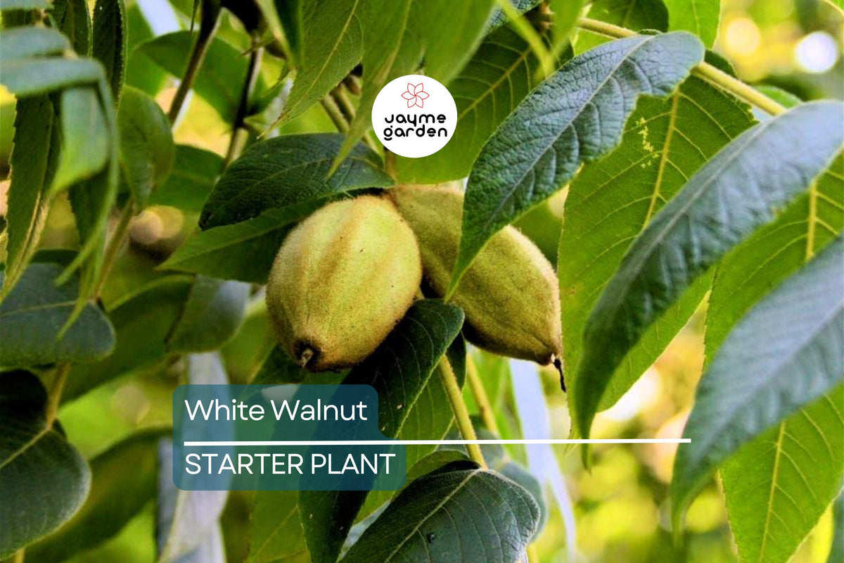 Butternut White Walnut Tree Seedlings - 2 Live Plants, Juglans cinerea, Fast-Growing Shade Tree for USDA Zones 3-7