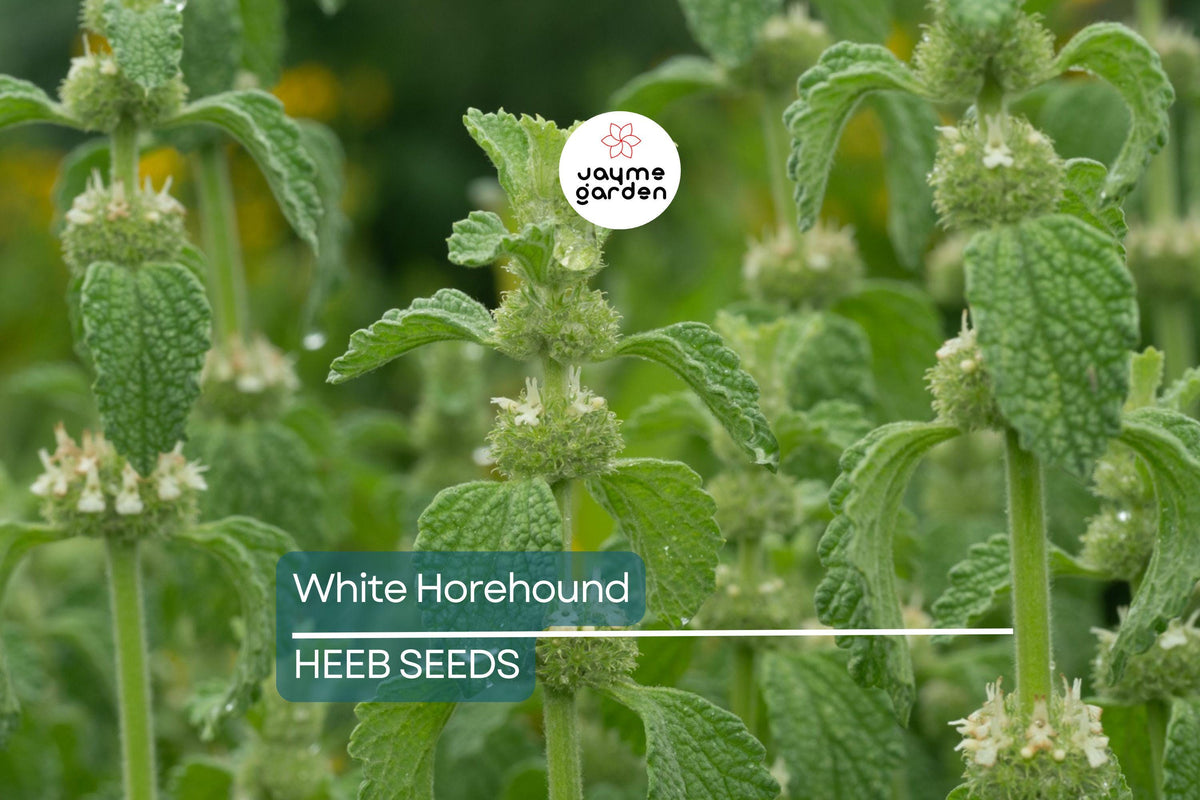 500 White Horehound Herb Seeds, Bitter Flavor, Medicinal Uses, Marrubium vulgare, Edible Perennial Herb, Free Shipping