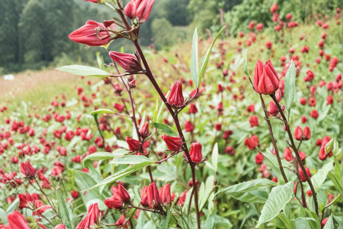 Roselle Seeds | 10 Pack | Hibiscus sabdariffa | Asian Sour Leaf | Edible Plant for Tropical Gardens | High Germination