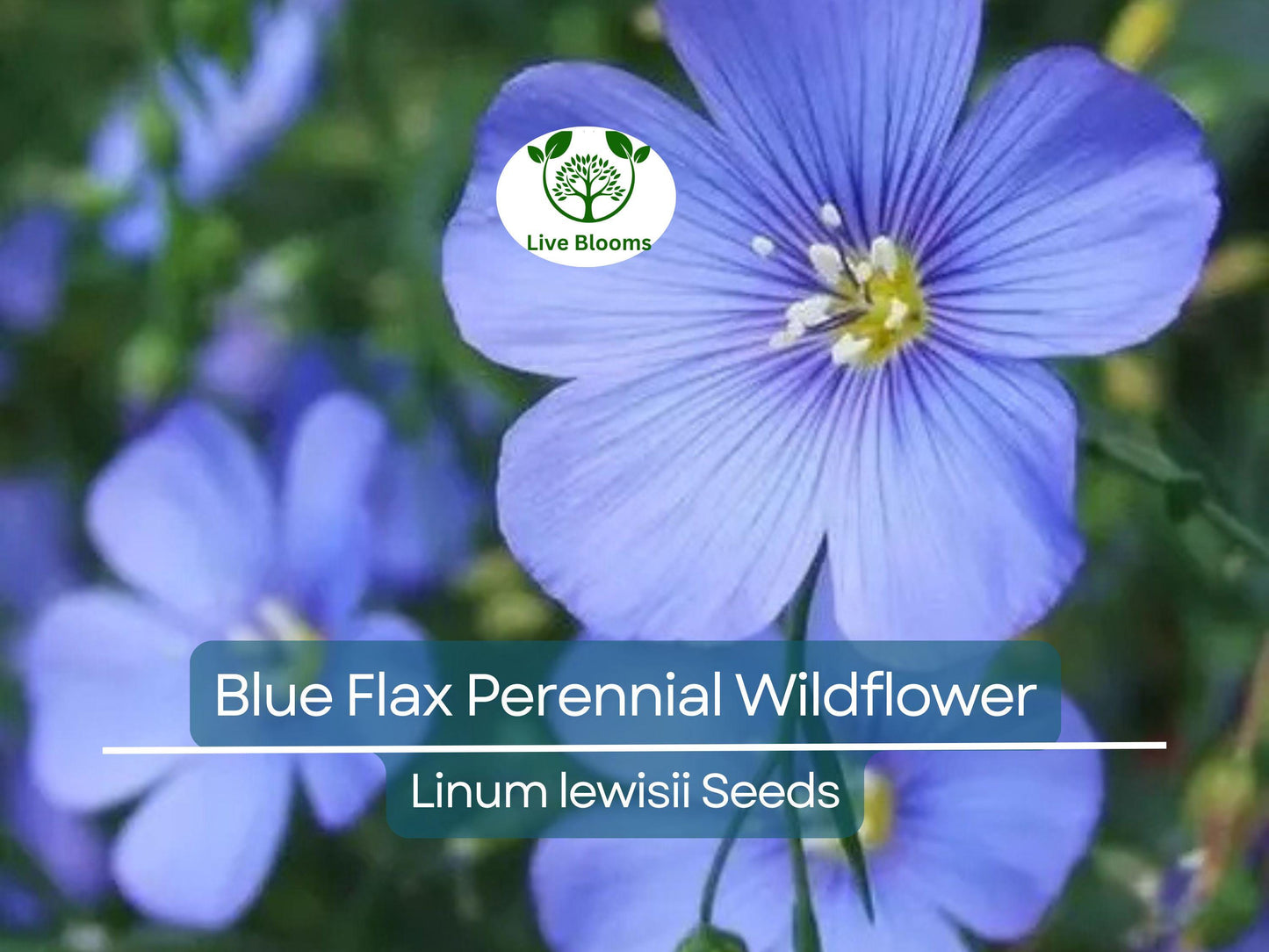 500 Seeds Blue Flax Perennial Wildflower Linum lewisii - Non-GMO, Drought Tolerant, Pollinator Friendly