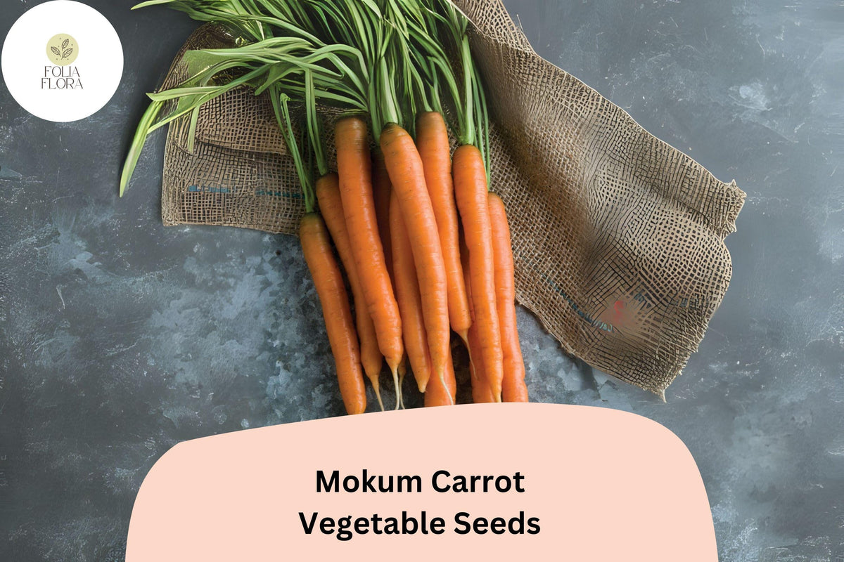 1000+ Mokum Carrot Seeds – Early Maturing, Sweet & Crisp Hybrid Carrots for Home & Market Gardens