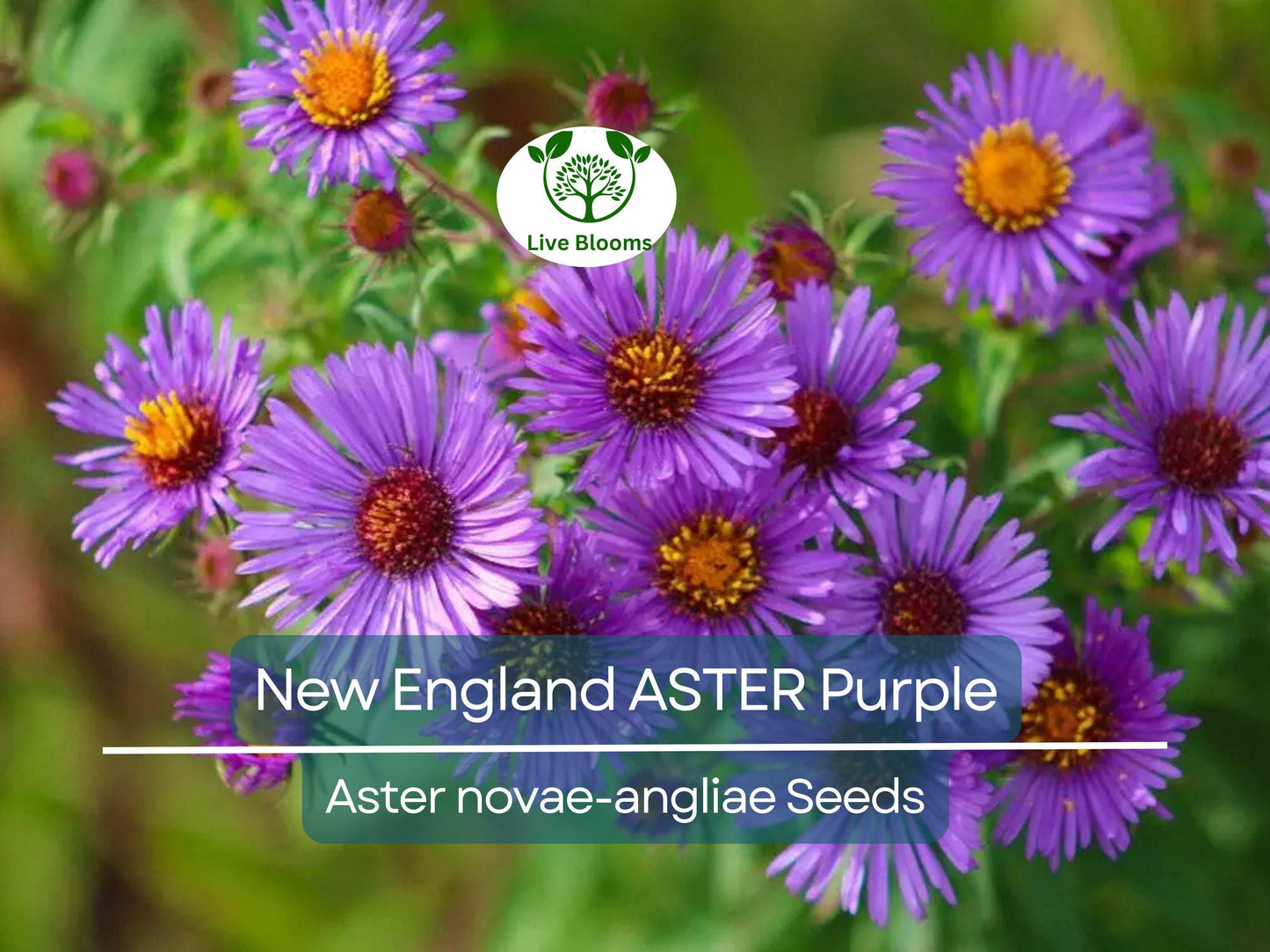 500 Seeds New England Aster Purple - Heirloom Perennial, Non-GMO, Pollinator Friendly, Fall Bloom