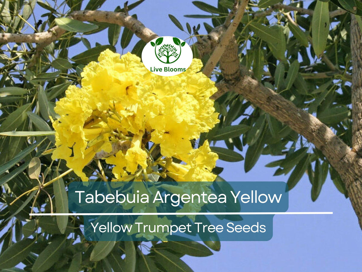 10 Seeds Yellow Trumpet Tree Tabebuia Argentea - Vibrant Yellow Flowers for Tropical Gardens and Landscaping