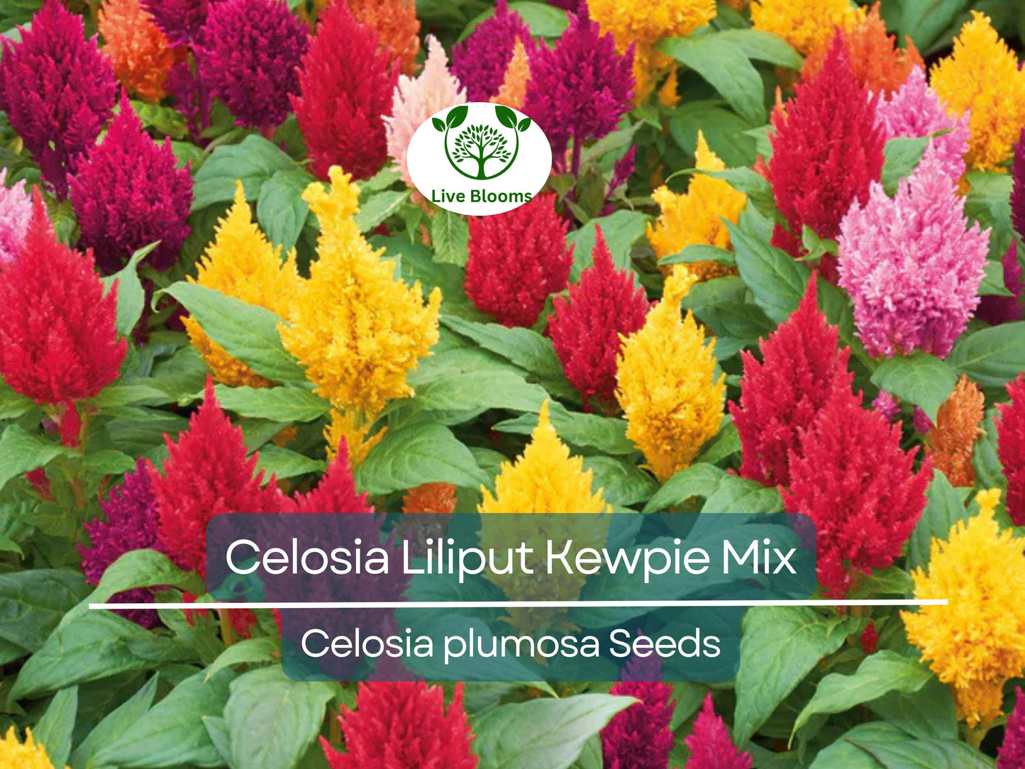 200 Seeds Celosia Plumosa Lilliput Kewpie Mix - Dwarf, Non-GMO Annual Flowers for Borders & Containers
