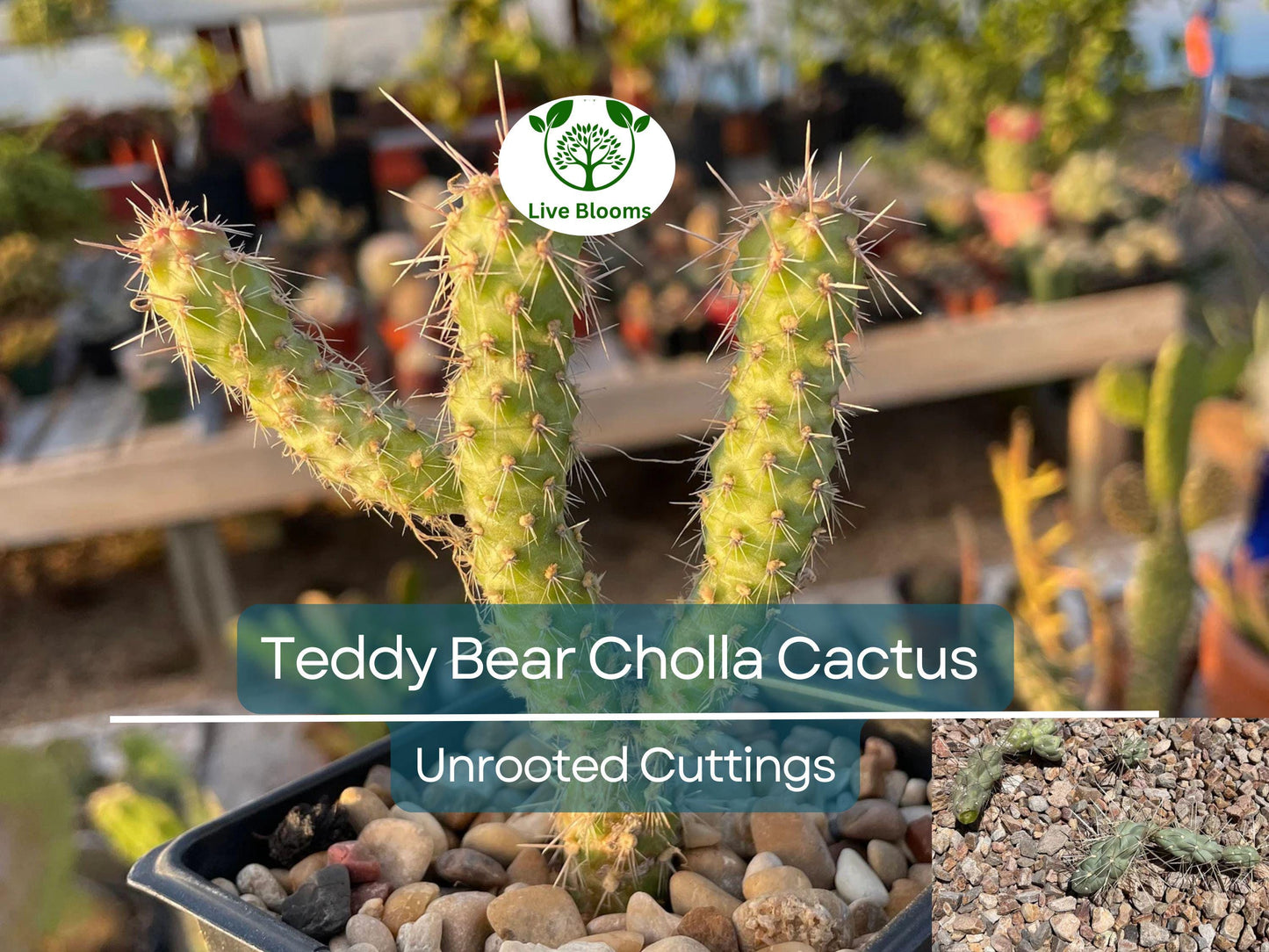 5 Cylindropuntia Fulgida Teddy Bear Cholla Cactus Cuttings for Propagation & Desert Gardens