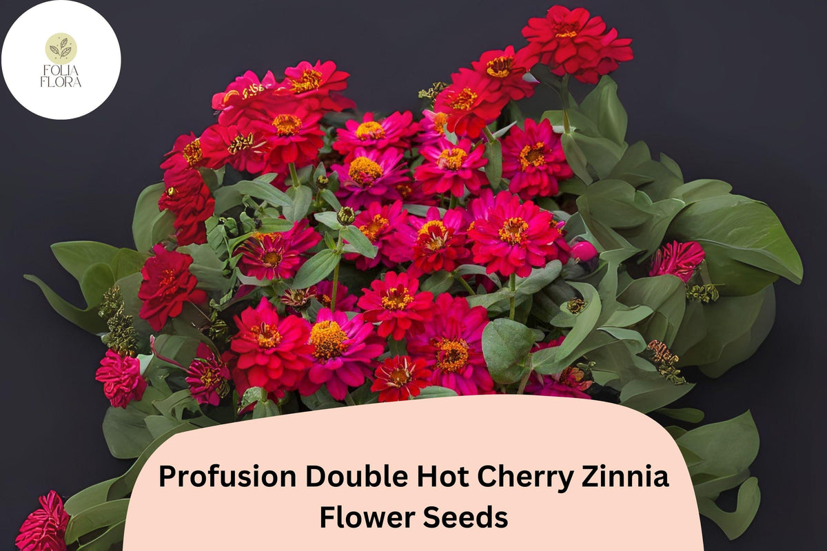 Zinnia Seeds - 100+ Profusion Double Hot Cherry - Cherry Pink Blooms - Zinnia hybrida - Easy to Grow Annual Flower for Gardens