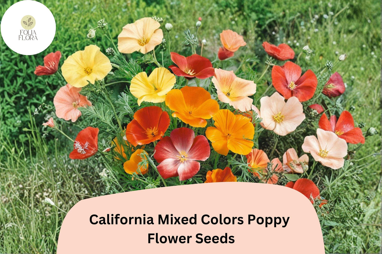 200+ California Mixed Colors Poppy Seeds - Vibrant Wildflower Blend for Garden Planting