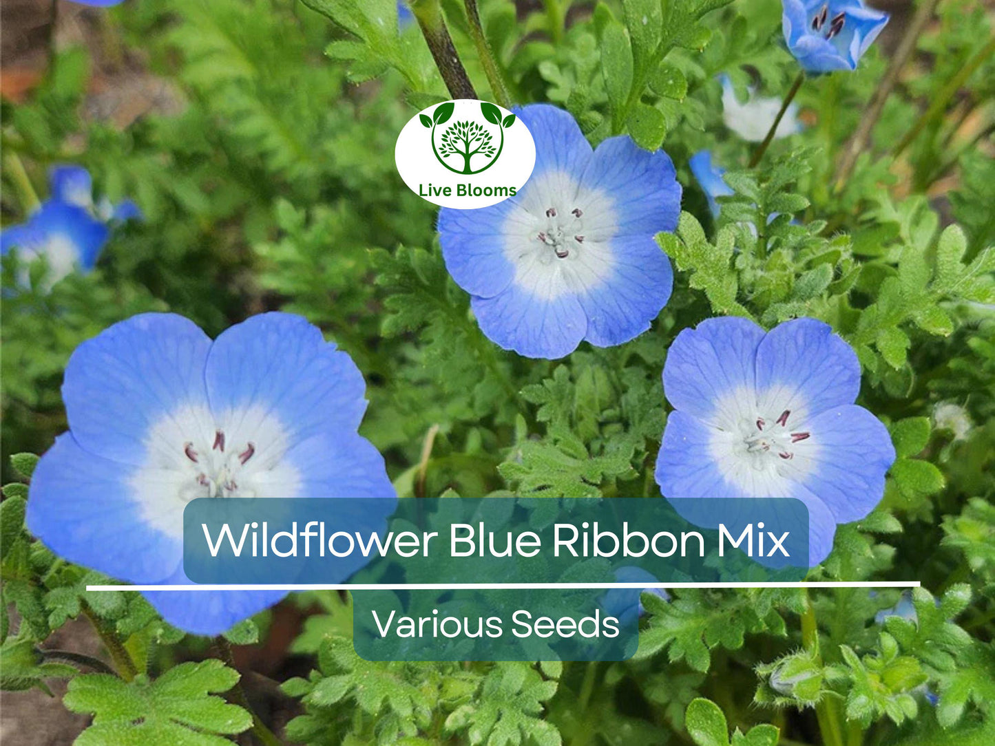 500 Wildflower Seeds Blue Ribbon Mix | Heirloom Non-GMO Pollinator Blend with Perennials