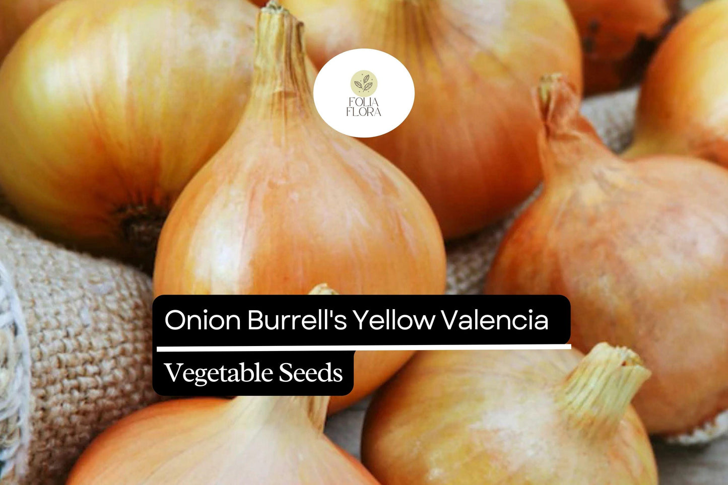 250mg Burrell's Yellow Valencia Onion Seeds - Non-GMO Sweet Globe Onions, High Yield & Storage Ready