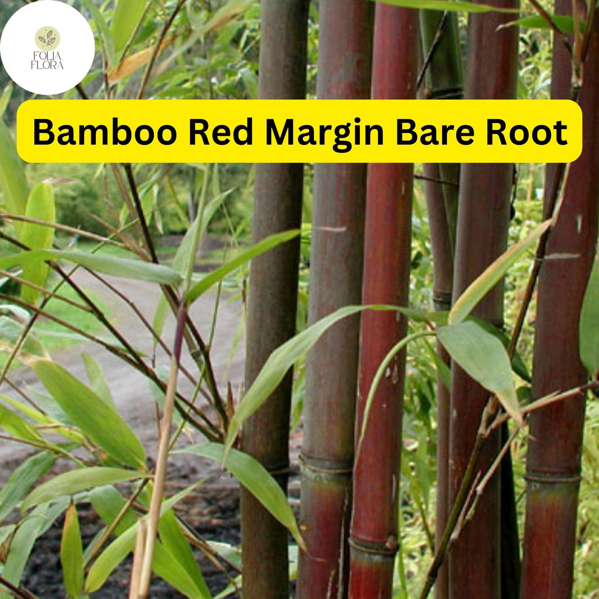 Bamboo Plant Bare Root Red Margin Phyllostachys Rubromarginata Hardy Fast-Growing Ornamental Privacy Screen Green Reddish Foliage