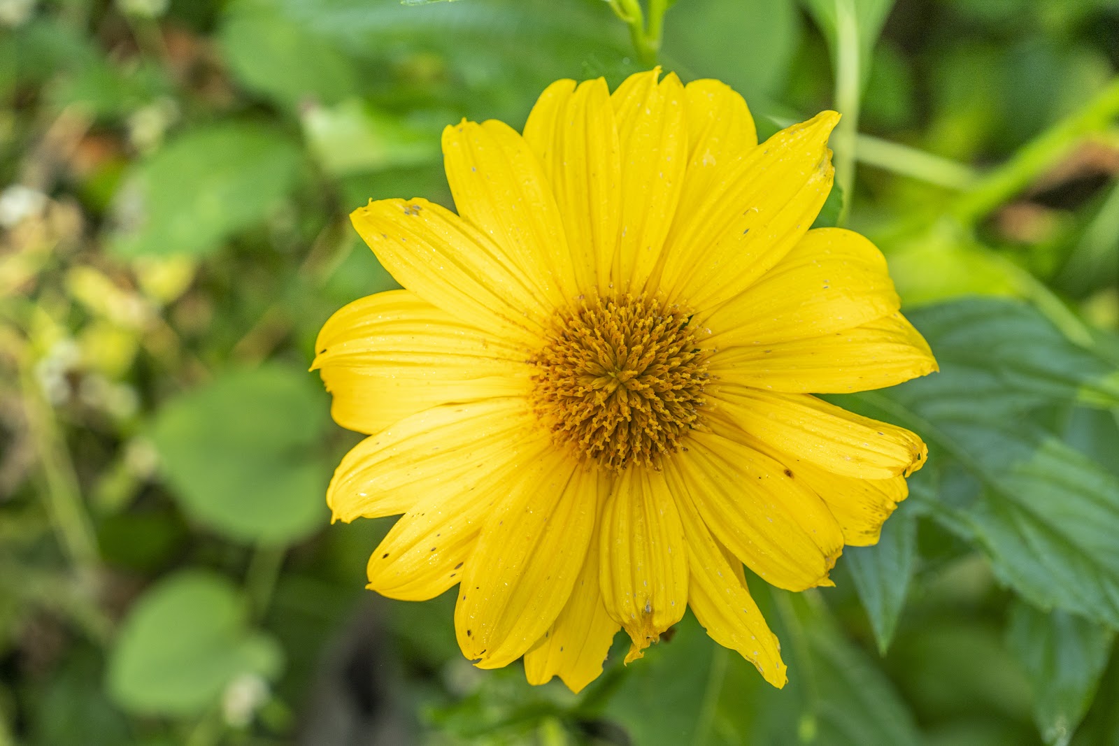 Mexican Sunflower Cuttings 6-8 Inches Tithonia diversifolia Live Unrooted Stems Pollinator Plant for Gardens and Landscaping