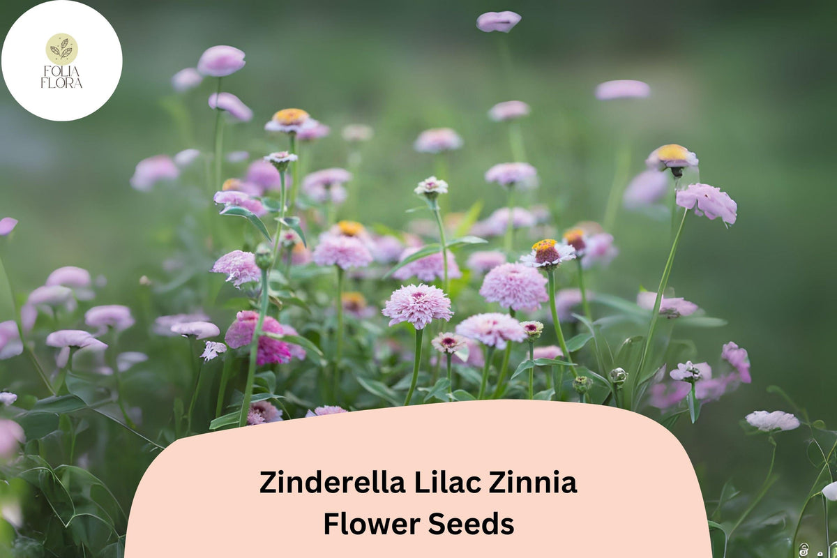 Zinderella Lilac Zinnia Seeds - 100+ Non-GMO Zinnia elegans - Unique Double Scabiosa Blooms - Perfect for Gardens & Cut Flowers