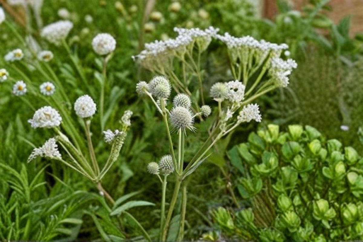 Eryngium yuccifolium Seeds - 250 Count Rattlesnake Master, Native Prairie Perennial, Unique Spiky Blooms, Pollinator Friendly