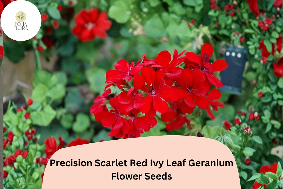 25+ Scarlet Red Ivy Leaf Geranium Seeds | Trailing Pelargonium peltatum ‘Precision Scarlet Red’ | Garden & Hanging Basket Flower
