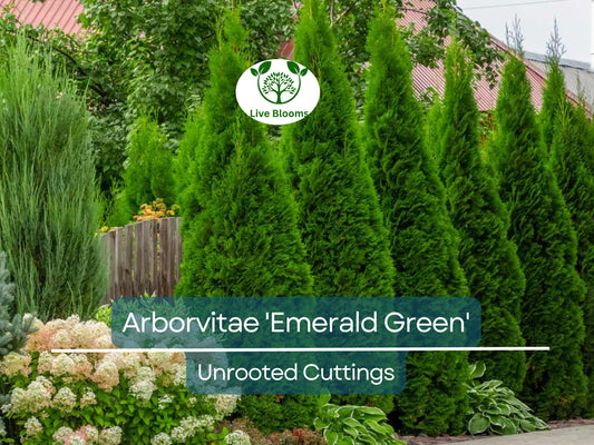10 Arborvitae Emerald Green Unrooted Cuttings - Hardy Fast-Growing Evergreen Shrub for Privacy & Landscaping