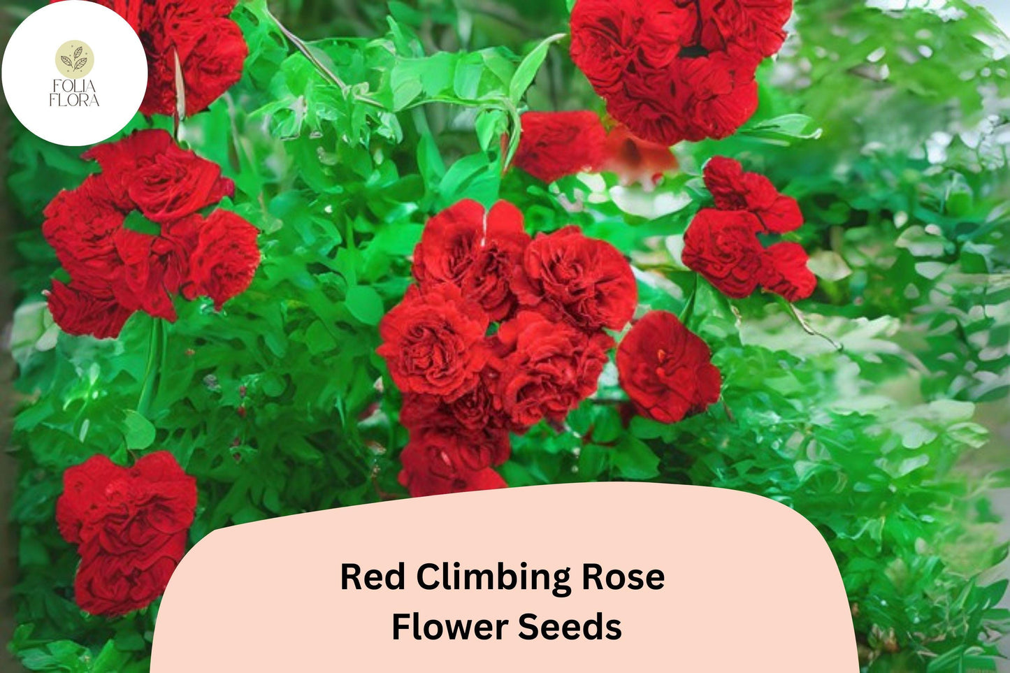 20pcs Red Climbing Rose Seeds – Fast Growing Vining Roses with Deep Red Blooms for Trellises & Garden Arches