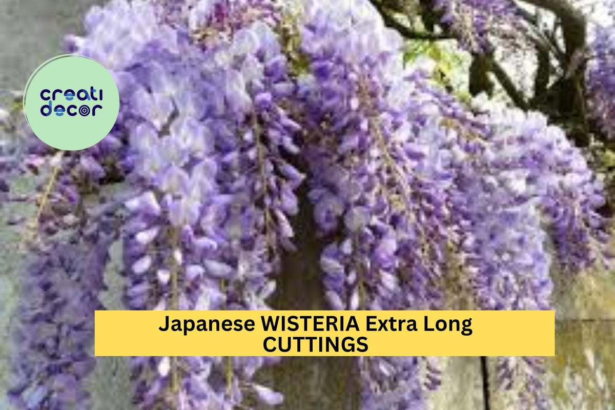 Japanese Wisteria Cuttings 10 Pcs - Purple Flowering Vine (Wisteria floribunda) for Garden Arbors, Pergolas, and Trellises