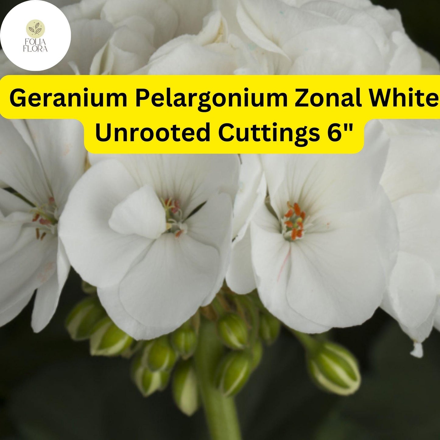Geranium Pelargonium Zonal ‘White’ – 3 Live 6” Unrooted Cuttings, Drought-Tolerant, Easy-Care Flowering Plant