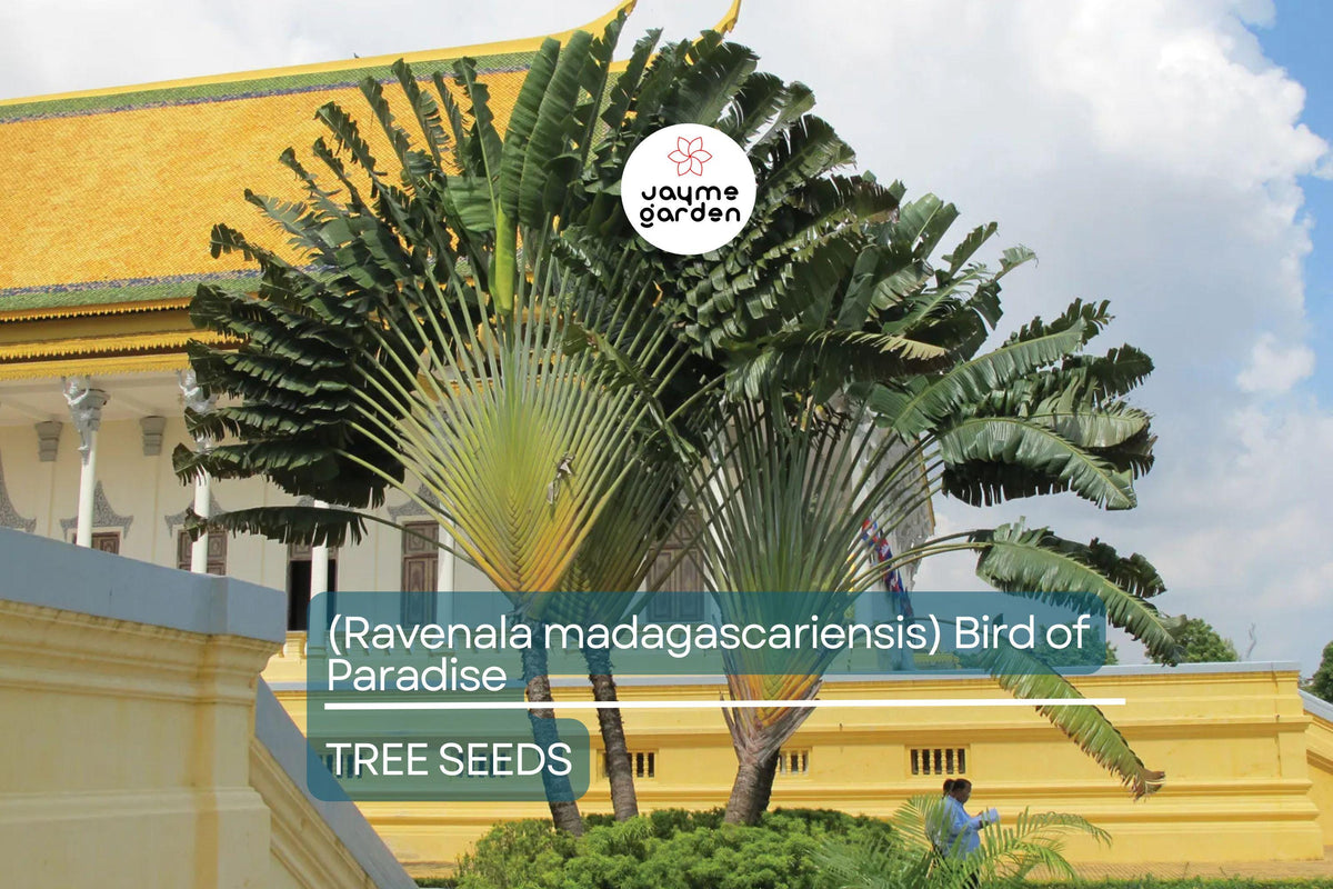 Traveler's Palm Tree Seeds - 5 Pack, Ravenala madagascariensis, Tropical Evergreen with Fan-Shaped Leaves, Bird of Paradise Family