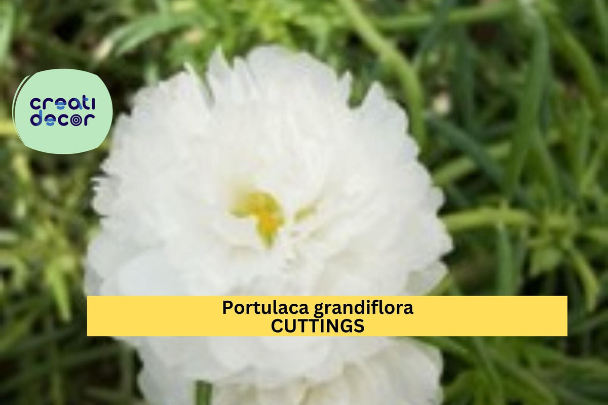 Portulaca grandiflora 'Spearmint' Unrooted Cuttings | Drought-Tolerant Moss Rose Succulent