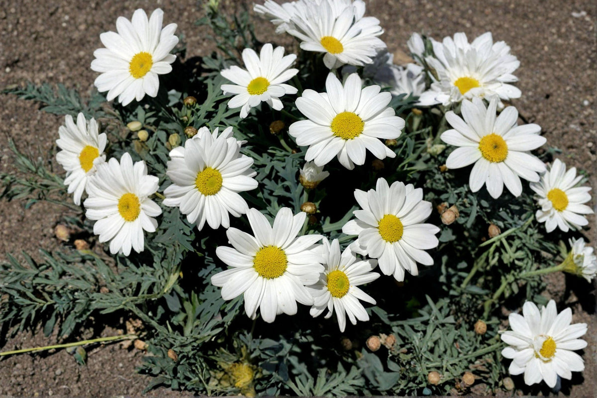 Creeping Daisy Seeds – 100 Count, White Annual Flowers, Chrysanthemum paludosum, Low-Growing for Borders & Rock Gardens