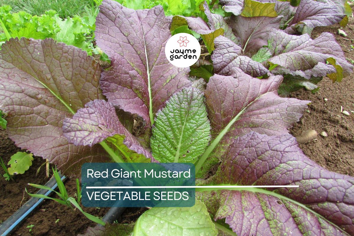 1,500 Red Giant Mustard Seeds - Non-GMO Heirloom Brassica juncea, Spicy Microgreens & Salad Greens, Easy to Grow, USA Seller
