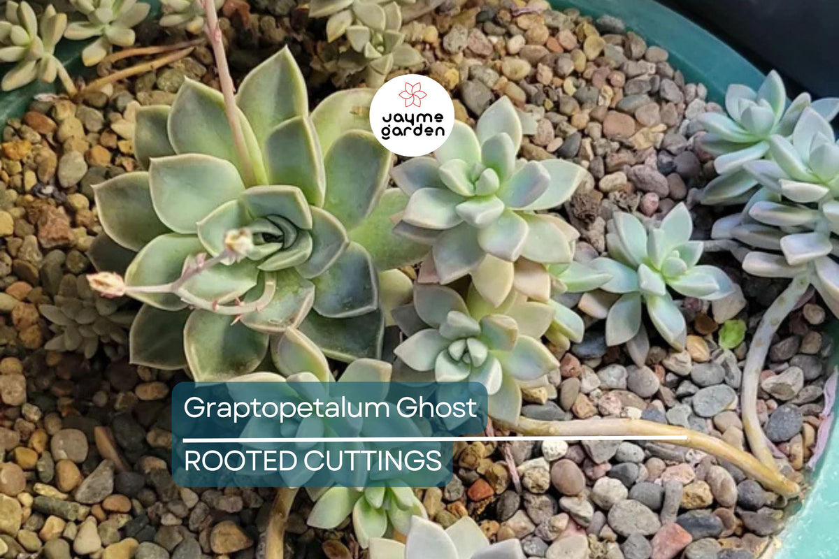Graptopetalum Ghost Plant 4"-6" Rooted Succulent - Graptopetalum paraguayense - Drought-Resistant, Low-Maintenance, Ornamental Garden Plant