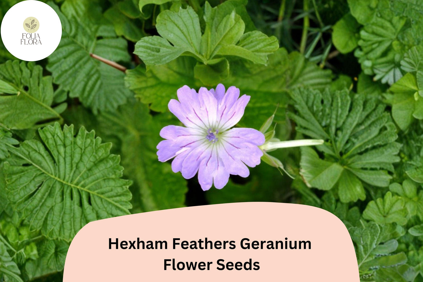 25+ Hexham Feathers Geranium Seeds – Hardy Perennial with Feather-like Purple Blooms