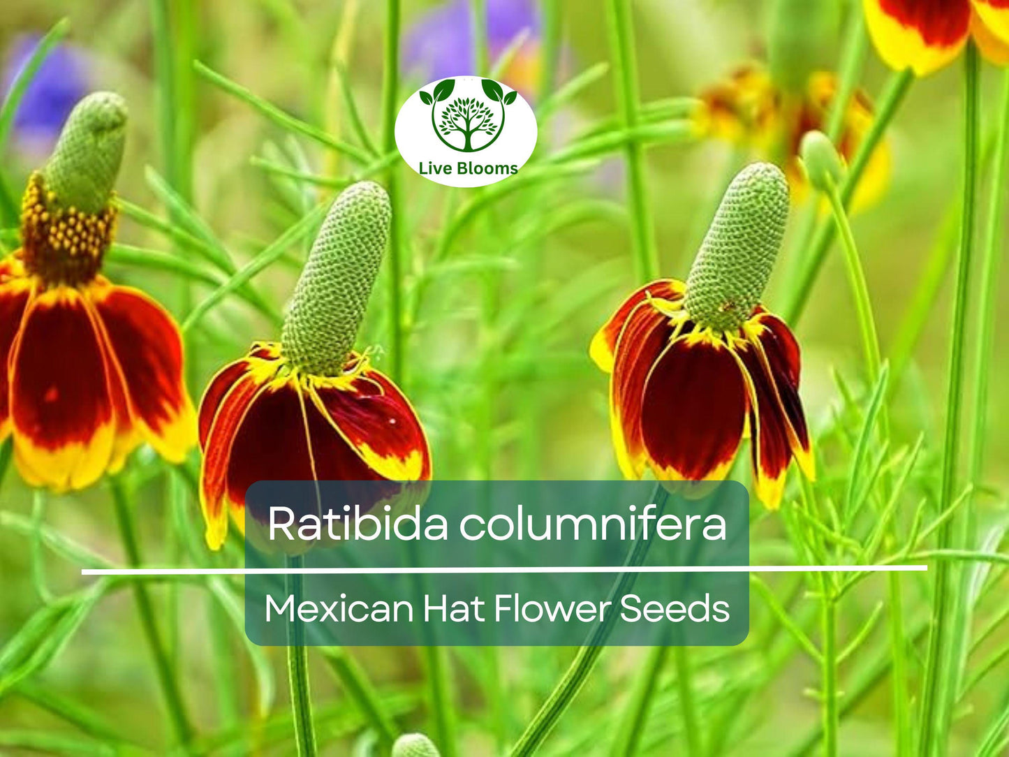 250 Mexican Hat Seeds (Ratibida columnifera) - Native Wildflower for Pollinator Gardens & Meadows