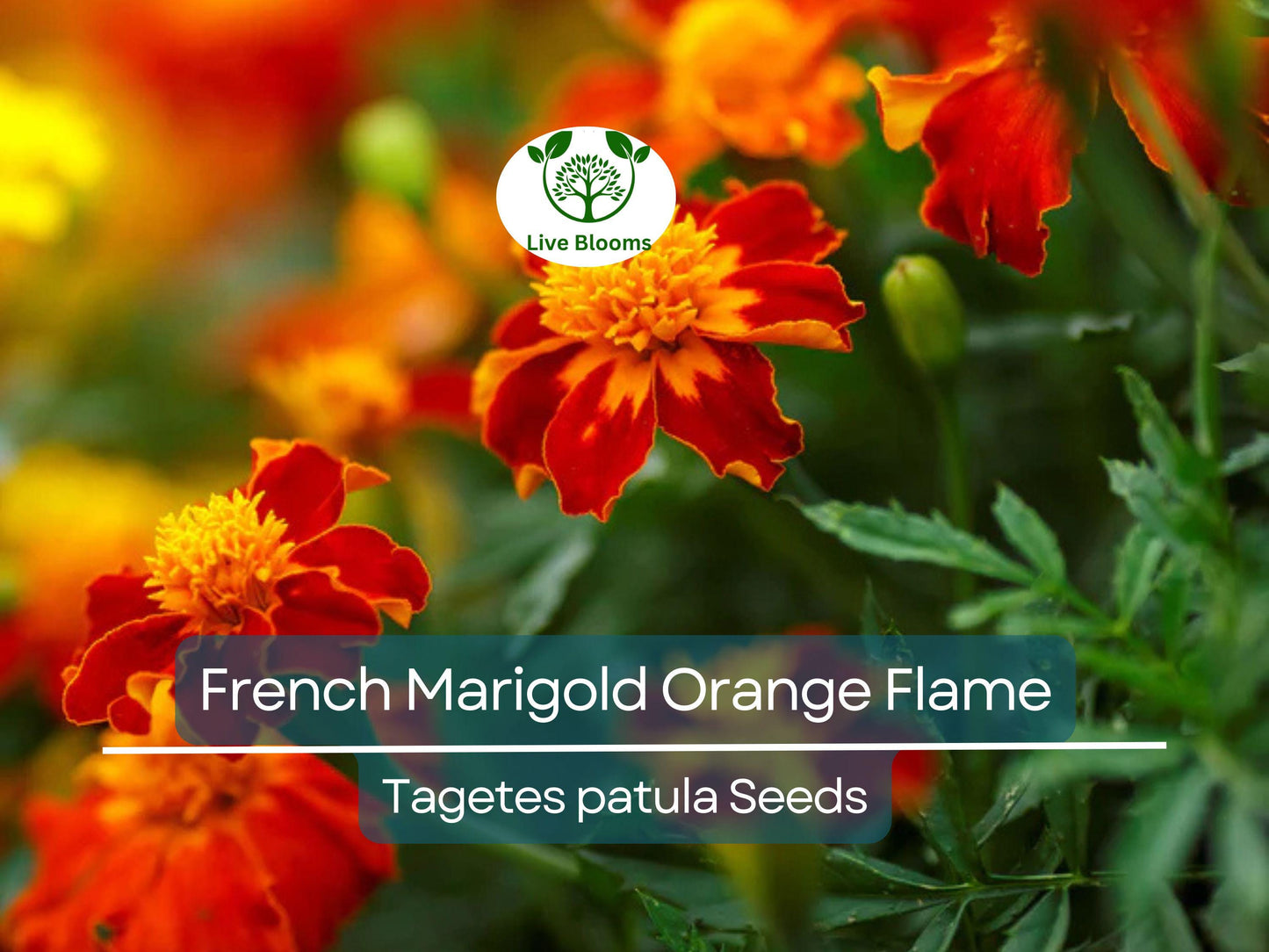 200 Seeds French Marigold Orange Flame Double Dwarf – Non-GMO, Edible, Compact Garden Flowers