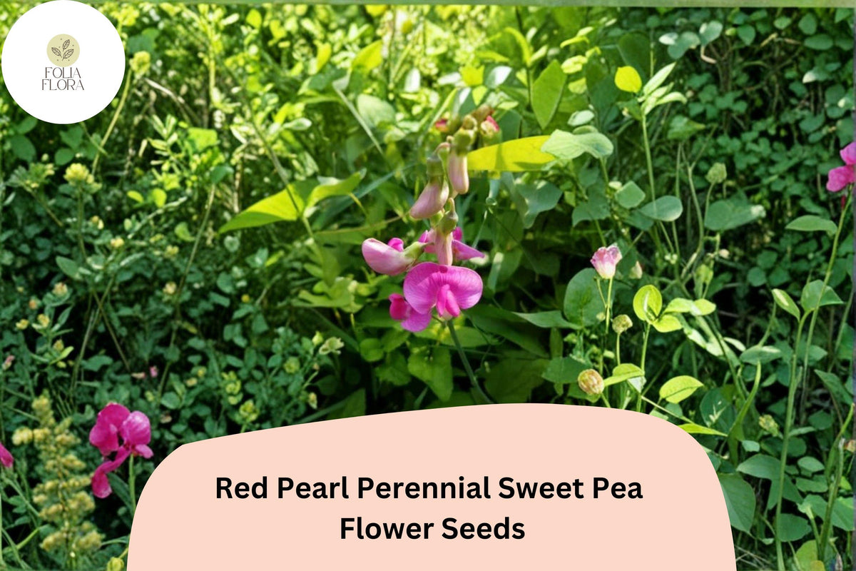 Red Pearl Perennial Sweet Pea Seeds - Lathyrus latifolius Red Climbing Flower Vine for Trellis, Garden, and Arbors - 50+ Seeds