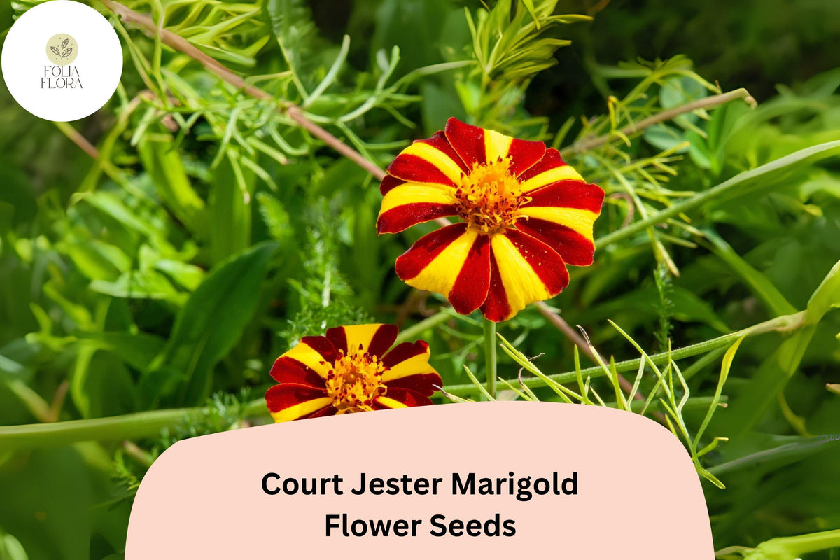 25+ Court Jester Marigold Seeds | Heirloom French Marigold | Red & Yellow Striped | Tagetes patula | Pollinator-Friendly Annual