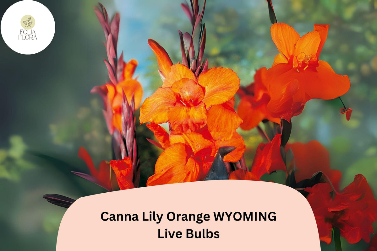 Canna Lily Bulbs - 3 Pack Orange Wyoming | Summer Blooming Perennial | Canna × generalis