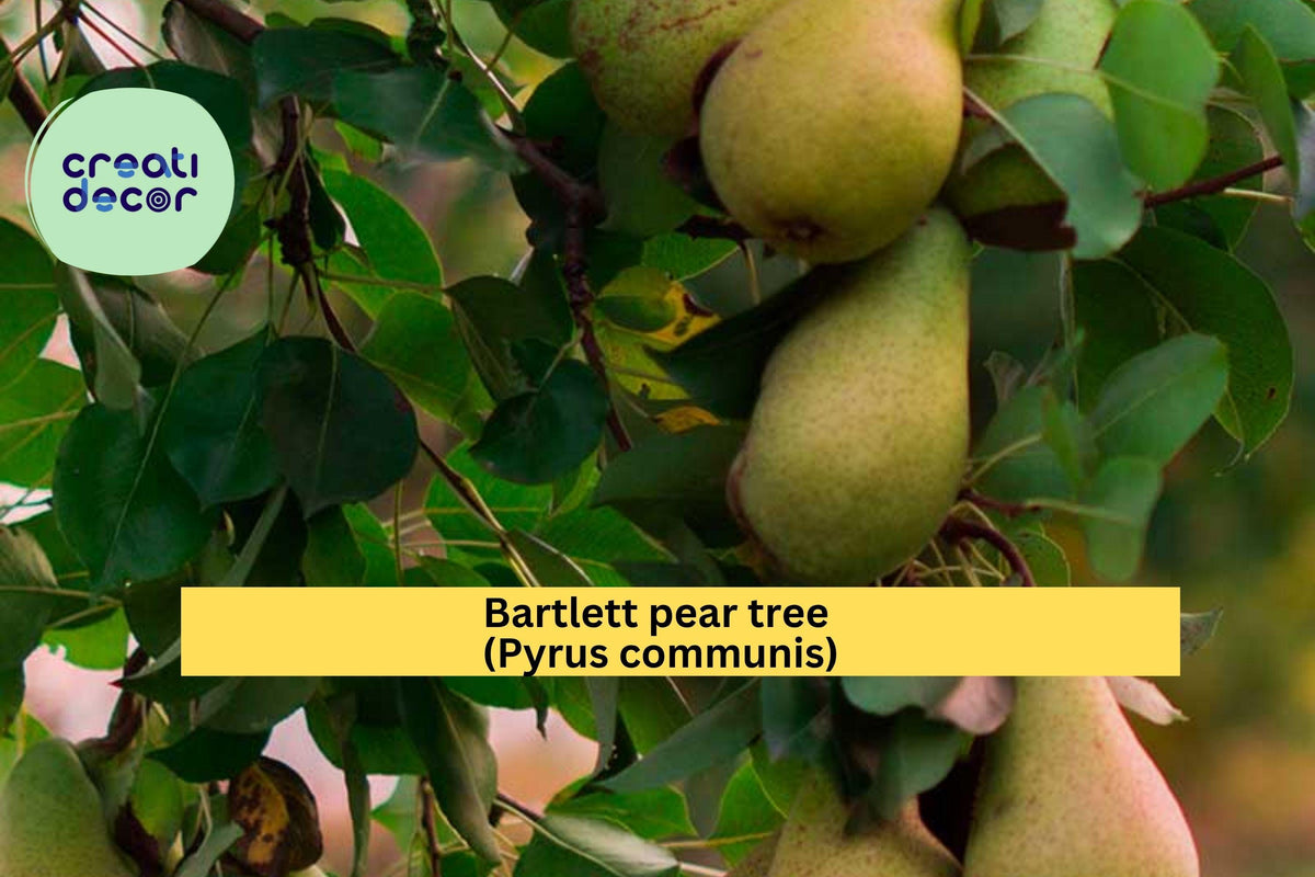Bartlett Pear Tree Cuttings - 10 Hardwood Scions for Grafting, Pyrus communis, Sweet Yellow Fruit Propagation